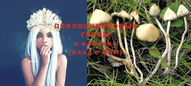 blacksprut вход  купить   Верхотурье  Галлюциногенные грибы Psilocybe 